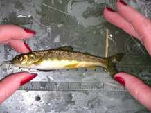 Re-emergence of salmon in the Thames ‘not from restocking’ say Exeter academics