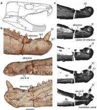 Reptilian root canal: Study reveals infection in jaw of ancient fossil