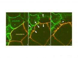 Repulsion more important than cohesion  in embryonic tissue separation