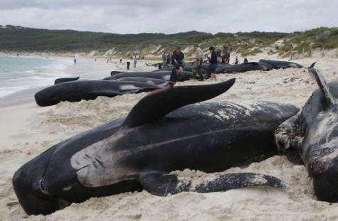 Rescuers gather information from dead long fin pilot whales in Australia