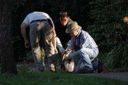 Rescuers trap hawk with nail in head in SF park (AP)