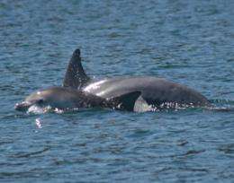 Researcher discovers male bottlenose dolphins using social network to secure a mate