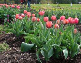 Researcher offers toil-free tip to plant tulips