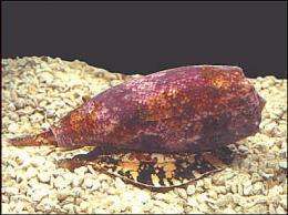 Researcher shows how cone snails developed poison gland from spare gut parts