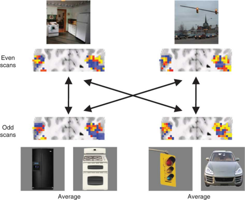 Researchers utilize neuroimaging to show how brain uses objects to recognize scenes