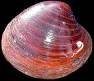 Research into molluscan phylogeny reveals deep animal relationship of snails and mussels