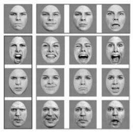 Research shows that some features of human face perception are not uniquely human