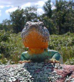 Restoration as science: case of the collared lizard