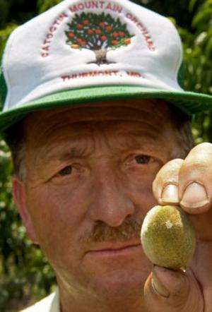 Robert Black, owner of the Catoctin Mountain Orchard, holds a young peach that bears a scar from the Asian stink bug