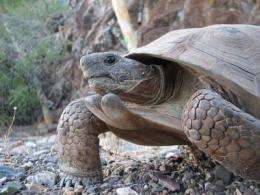 Rockin' tortoises: A 150-year-old new species