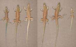 New species of lizard created in lab that reproduces by cloning itself