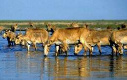 Saiga antelopes are listed as a critically endangered species by the World Wildlife Fund