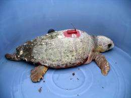 Satellite tracking of sea turtles reveals potential threat posed by manmade chemicals