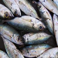 Scientists use DNA technique to distinguish sardines from mackerel