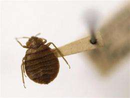 Scores got sick, 1 died trying to kill bedbugs (AP)