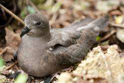 Seabird campaign highlights value of species identification