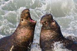 Seals mating at sea give beachmaster the slip