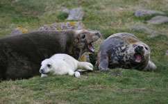 Seal study shows diverse parenting styles