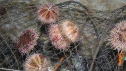 Sea urchins see with their whole body