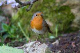 Seeing red: Decoding the hidden information on robins' feathers