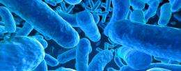 Seeking to prevent asthma, scientists ponder 'Good' and 'Bad' bacteria
