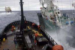 See Shepherd regularly shadows and harasses Japanese whalers