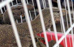 Seized monitor lizards in a cage