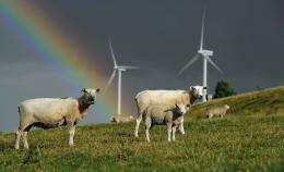 Sheep graze close to electricity generating wind turbines