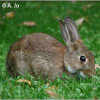 Shrinking rabbit population poses threat for carnivore species