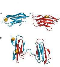 Similarities cause protein misfolding