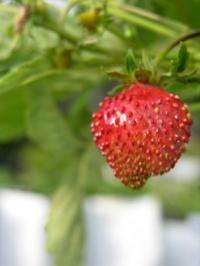 Simpler woodland strawberry genome aids research on more complex fruits