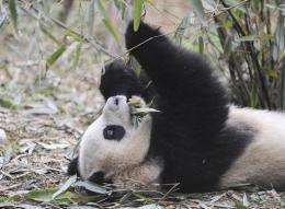 Six captive-bred pandas will be freed into an enclosed forest in southwestern China next year