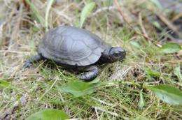 Smallest turtle in the land becomes more scarce