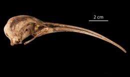 Smithsonian scientists use fossil feathers reveal lineage of extinct, flightless ibis
