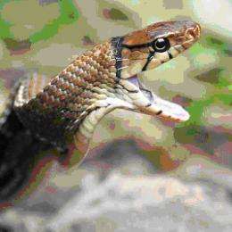 Snake venoms have not revealed all their secrets
