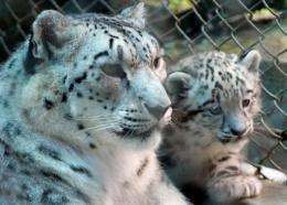 Snow leopard Nita with one of her cubs in the Himalayan Padmaja Naidu Zoological Park in Darjeeling