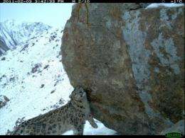 Snow leopard population discovered in Afghanistan