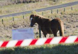 So far 14 horses have died or been put down in Australia since June as a result of the Hendra virus