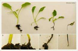 Soil bacteria plant bodyguards against fungal infections