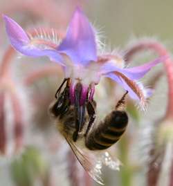 Solving the mystery of the vanishing bees.