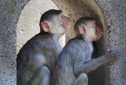 Some monkeys born with gene that protects against AIDS
