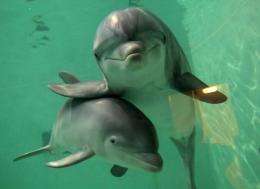 Sound is what cetaceans (large aquatic mammals like whales and dolphins) communicate with