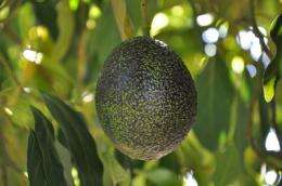 South African firm to market ‘GEM’ avocados