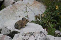 Southern Rocky Mountain pikas holding their own, assessment says
