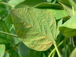 Soybean germplasm evaluations give US a head start against soybean rust pathogen