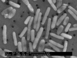 Spacebound bacteria inspire earthbound remedies