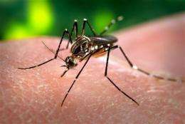 Specialized mosquitoes may fight tropical disease (AP)