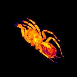 Spider's double beating heart revealed by MRI