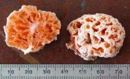 'SpongeBob' mushroom discovered in the forests of Borneo