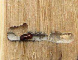 Spread of fungus-farming beetles is bad news for trees